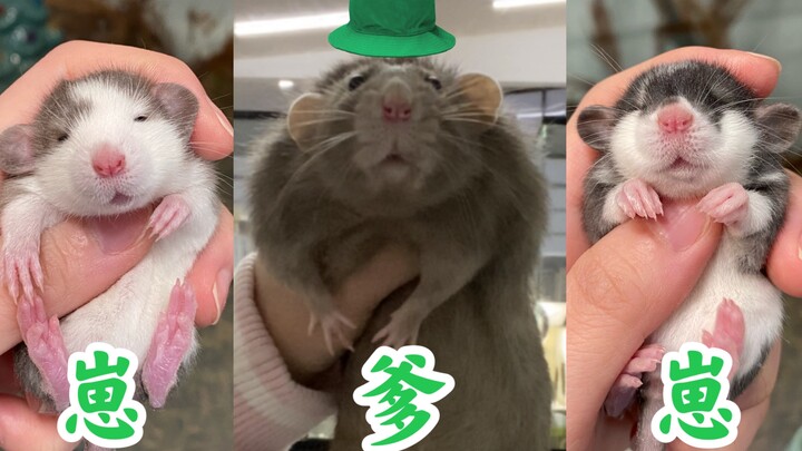 Tikus abu-abu selatan benar-benar melahirkan tikus-tikus kecil yang lucu?!? Sebuah vlog lucu dan men