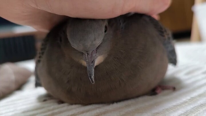 นกพิราบบีบอัดอยู่ที่นี่