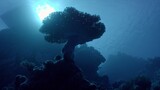 Great Barrier Reef with David Attenborough 3of3 - Survival