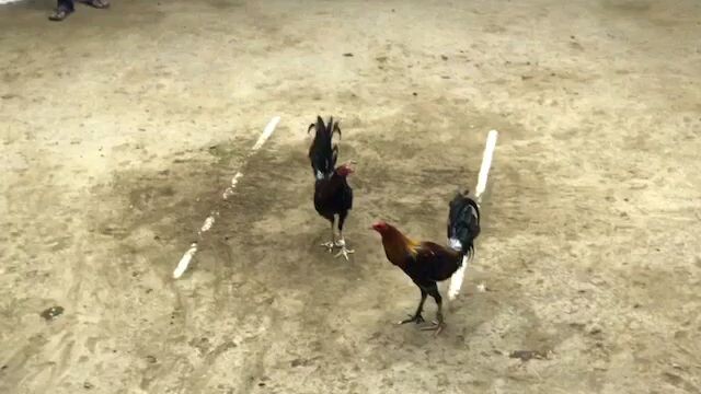 8 stag derby circuit 2-3-3 format entry 1 w.w champion entry 2 w.nf