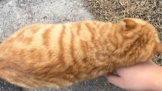 Ibuku tidak ada! Cepat, sentuh aku!