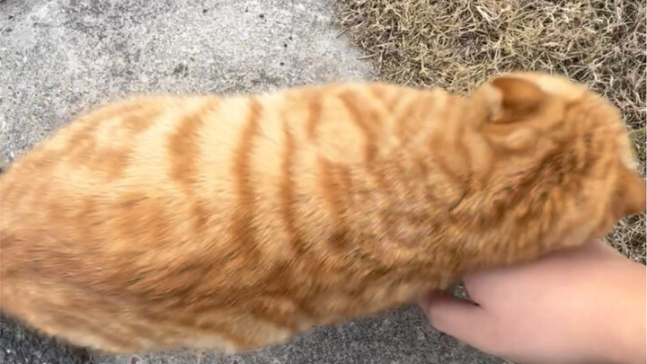 แม่ฉันไม่อยู่! เร็วเข้า จับตัวฉันสิ!