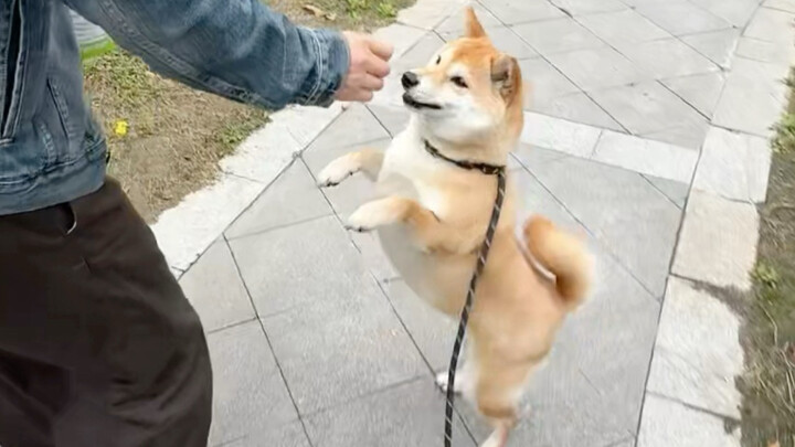 A Day as a Pet Influencer Relying on the Hot Pot Restaurant Owner’s Dog