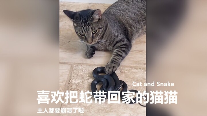Seekor kucing yang suka membawa ular ke rumah sebagai “tamu”