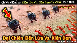 Tranh Nhau Miếng Ăn Kiến Lửa Vs. Kiến Đen Đại Chiến Và Cái Kết Không Ngờ || Review Giải Trí Đời Sống