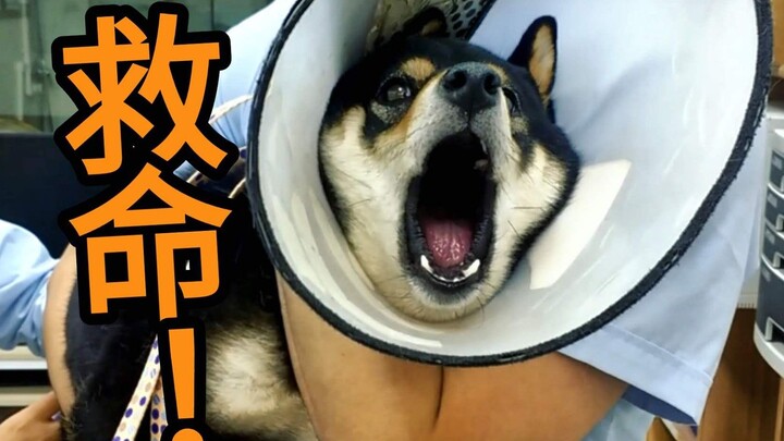 Black Shiba puppy getting an injection—howls straight from hell!!! Feels just like seeing my younger