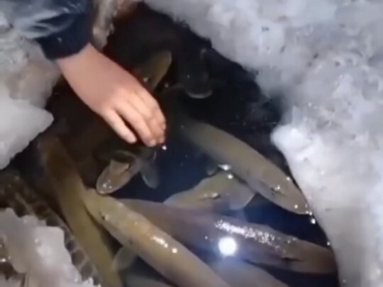Catching fish is your lie