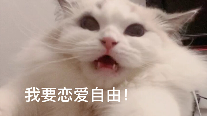 当我妈知道我家猫和楼下橘猫谈恋爱了