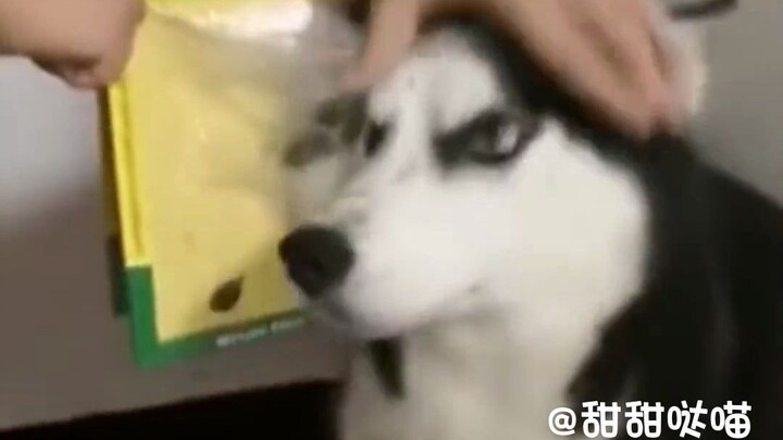 Tim Wang-Bangalalat!