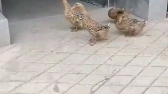 Friend forever