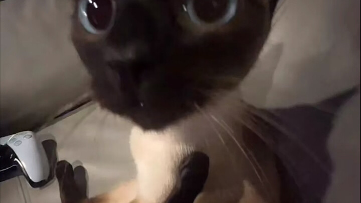 العقل بس شايف هيدا ومبسوط فيه.