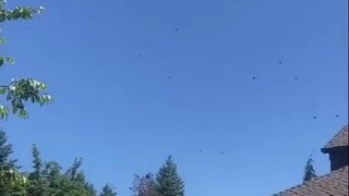 小哥做了个杯子电话，偷听蜜蜂“聊天”...配音好可爱，我差点就信了！