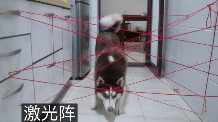 กับดักเลเซอร์ที่ทำจากไหมพรมสีแดง น้องฮัสกี้จะหลบหลีกได้สำเร็จหรือไม่?