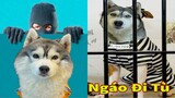 Thú Cưng TV | Ngáo Và Ngơ #52 | chó thông minh vui nhộn | Pets funny cute smart dog