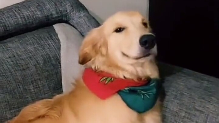 Doggy: Yep, I did it.