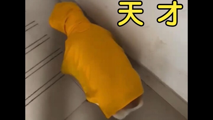 Corgi gagal berangkat di tanjakan setengah, lalu memilih mundur masuk garasi.