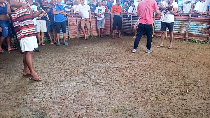 talo pero tibay Ng gold Bali tari.an lumalaban parin panalo pula pero patay din paglabas