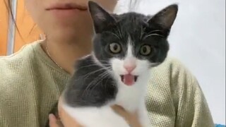 Mèo: Tôi sợ lắm.