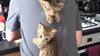 Tanggung jawab pemilik kucing