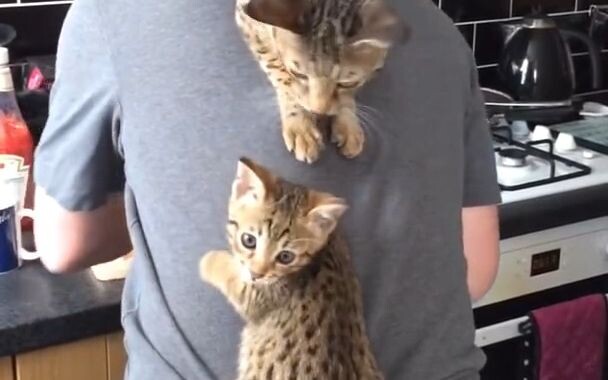 The responsibilities of cat owners