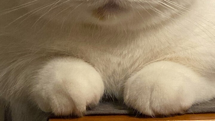 Kucing kecil seperti ini, saya bisa mengisap sepuluh ekor sekaligus