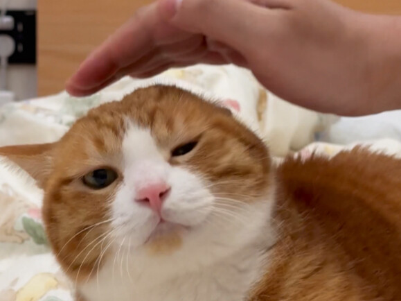 They’ve started pretending to pet a cat again.