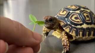 来看看小龟龟Fig的日常：吃自家种的蔬菜、喝过滤后的矿泉水、做清晨spa、有自己的阳光房