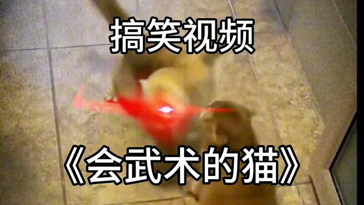 会武术的猫