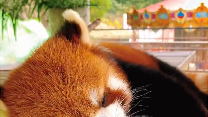 หน้าร้อนนี้ไม่มีน้ำแข็งก็ผ่านไปไม่ได้แล้ว!