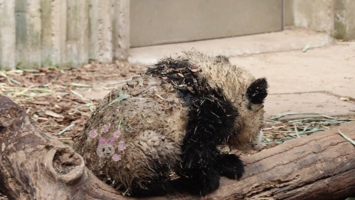 【แพนด้ายักษ์ ย่าลี่ & ย่าซ่ง】“แม่พาหนูเล่นดินโคลน แต่แม่ก็ยังบ่นว่าหนูเล่นเลอะเทอะ”