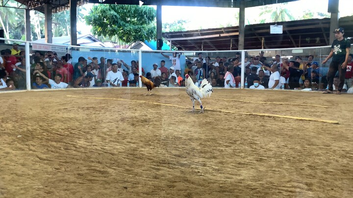 BSM CUP 4stag FINALS @Mabini, Bohol. 2nd fight loss. #cawayan/sjr gamebirds