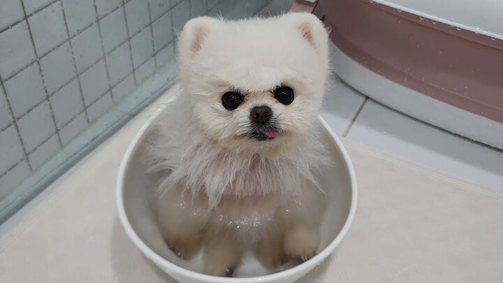 My Pomeranian is driving me crazy, sob sob
