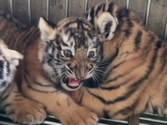 The little male tiger, scared, hides his head behind the little female tiger—sure enough, it’s the t