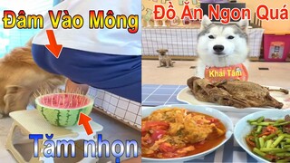 Dương KC | Gia đình gâu dần | chó thông minh đáng yêu | cute smart dog pet | Thú Cưng TV