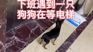 和一只狗狗的奇妙之旅