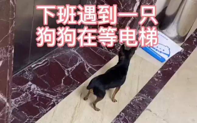 和一只狗狗的奇妙之旅