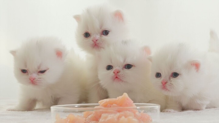 Apakah anak kucing kecil mengisap daging untuk pertama kalinya?