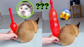 Funniest Animals | Funny Dog And Cat | Funny Animals Video #25