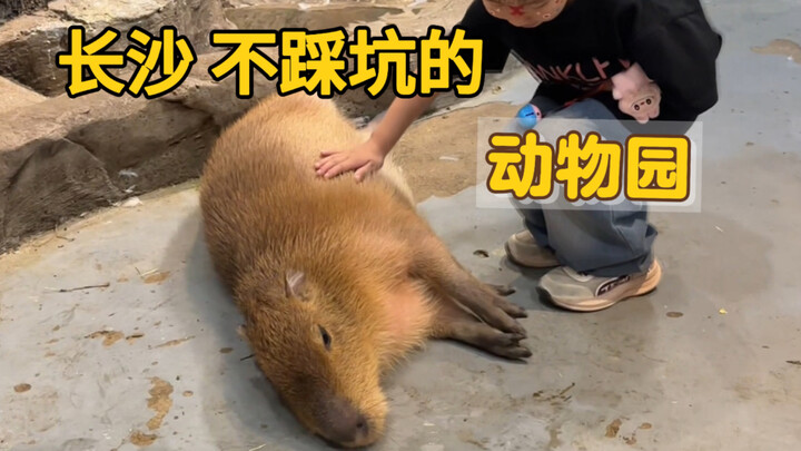 [What a Fun Zoo!] The video is now available—come check it out!