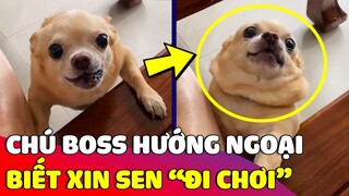 Khi Sen 'HƯỚNG NỘI'nhưng nuôi phải Boss suốt ngày đòi 'XIN ĐI CHƠI' sẽ như thế nào 😅 Gâu Đần