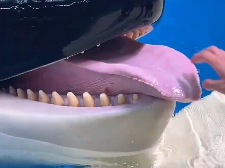 Let’s check if the Guangdong orca has any dampness. Its little tongue is nice and pale—super healthy