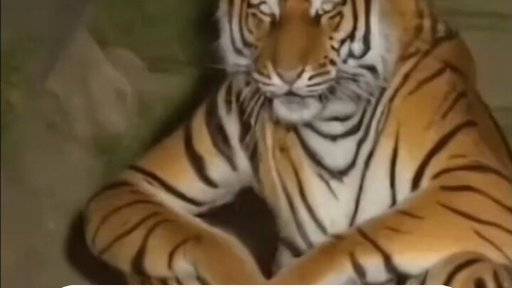 Huzi: Kamu tahu, sejak kecil aku sudah meninggalkan ibu.