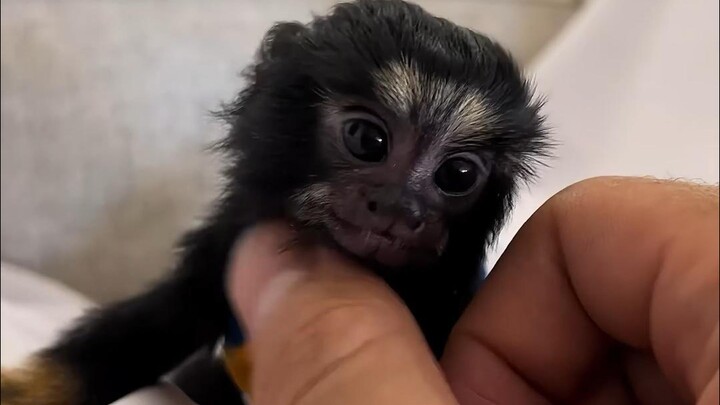 Monyet terkecil di dunia