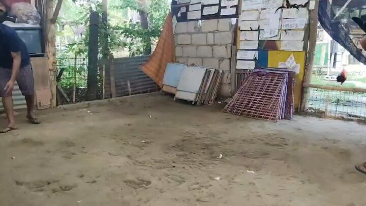 Goldeng boy vs goldenboy (bulag)