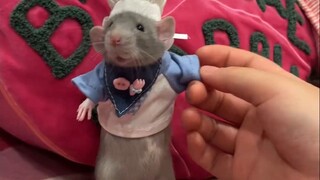 Loài chuột này có thể nuôi được không?