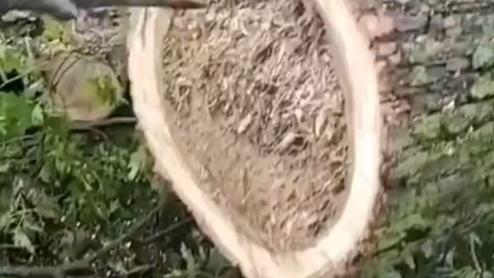 ตัดต้นไม้ต้นหนึ่ง ไม่คาดคิดว่าจะไปทำลายบ้านของขนมกรอบซะได้ ยังดีที่เจอคนใจดี