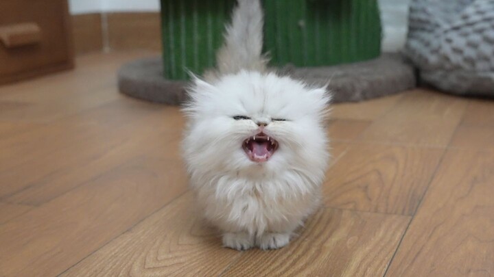 A Chatty Kitten That Responds to Every Word