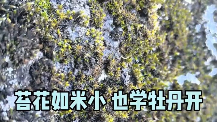 Hoa rêu nhỏ như hạt gạo, cũng học hoa mẫu đơn nở.