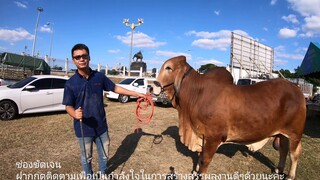 ไอเดียร์ฟาร์ม จ.หนองคาย เปิดตัวเจ้าเรน่อนRennon TK029 |cow|brahma |chatgen channel