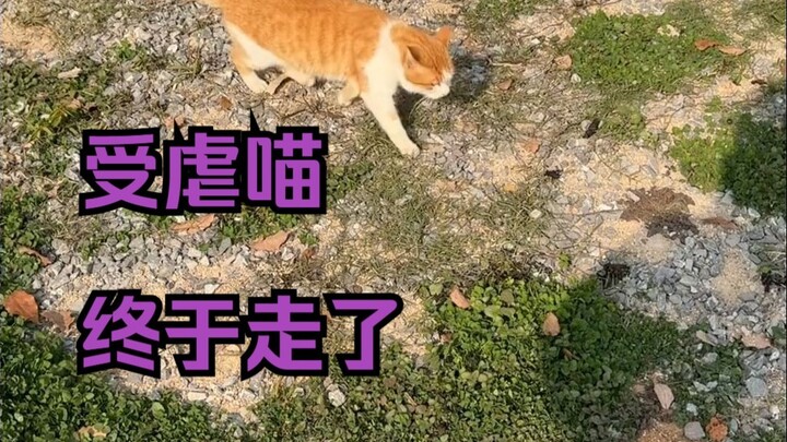 Kucing masokis ini akhirnya pergi